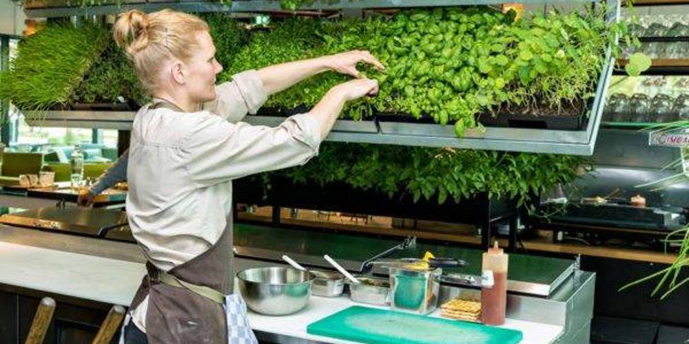 Kok oogst verse kruiden uit bakken boven een werktafel in de keuken.