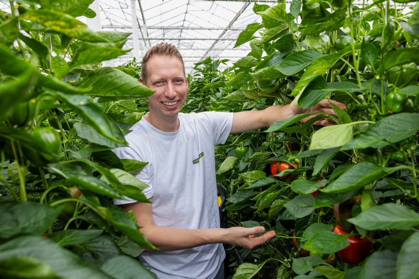 De paprikateler in een T-shirt aan het werk tussen twee rijen met hoge paprikaplanten, die boven hem uit komen. Sommige groene paprika's beginnen ook al rood te kleuren.